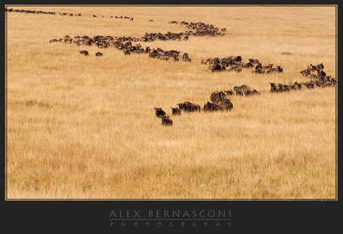 alex bernasconi